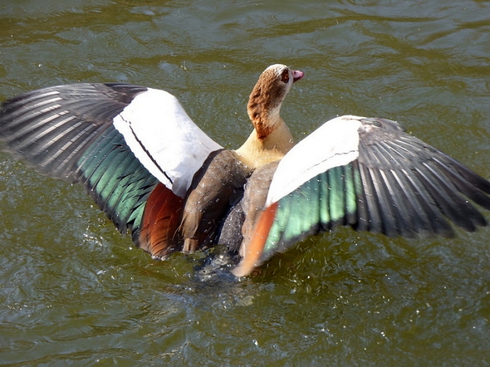 Nilgans