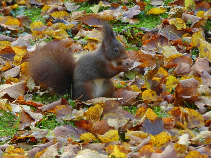 Eichhörnchen
