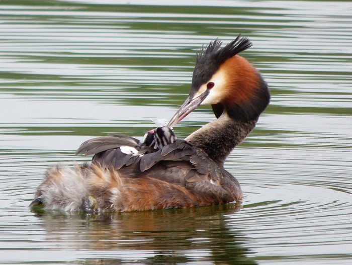 Haubentaucher mit Junges