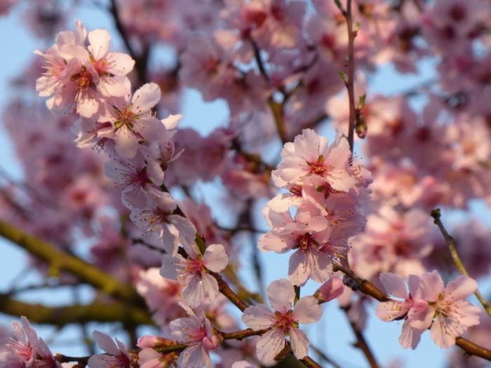 Kirschblüte