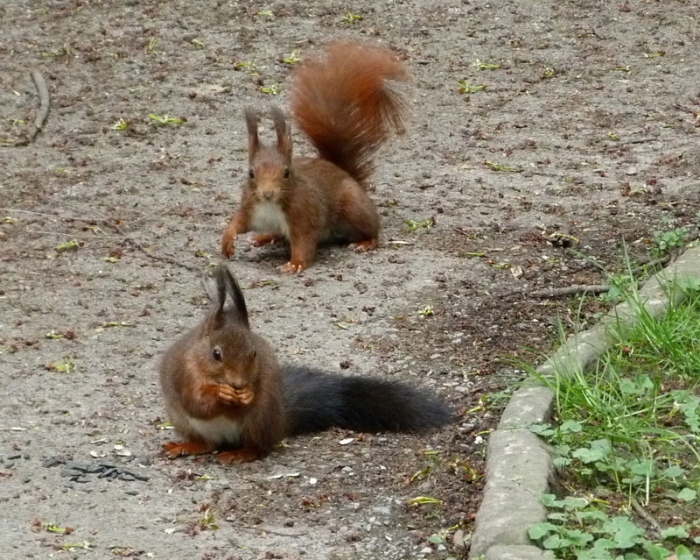 Zwei Eichhörnchen