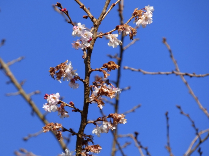 Vorfreude auf den Frühling