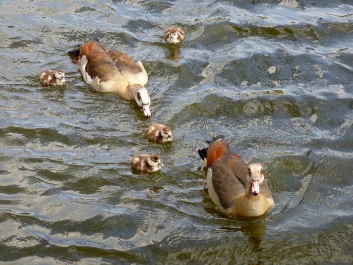 Familie Nilgans
