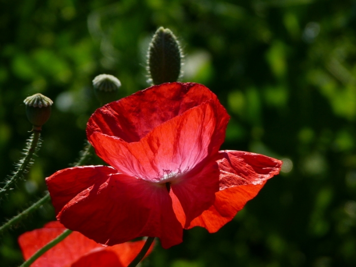Mohn
