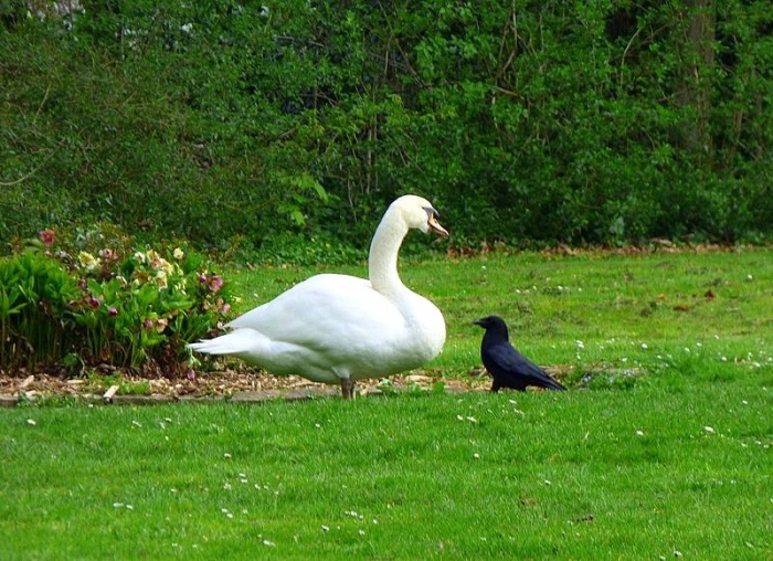 Schwan und Rabe