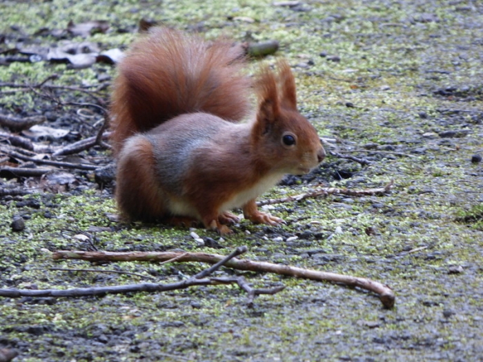 Eichhörnchen