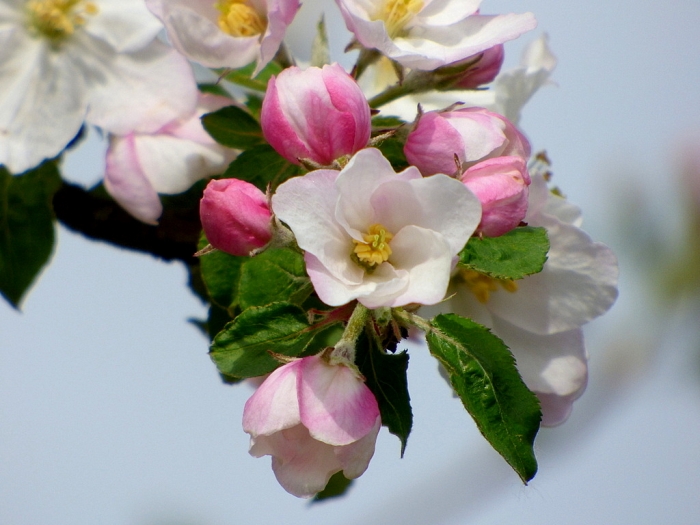 Apfelblüte