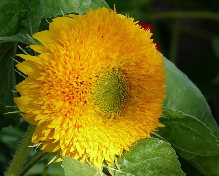 Sonnenblume