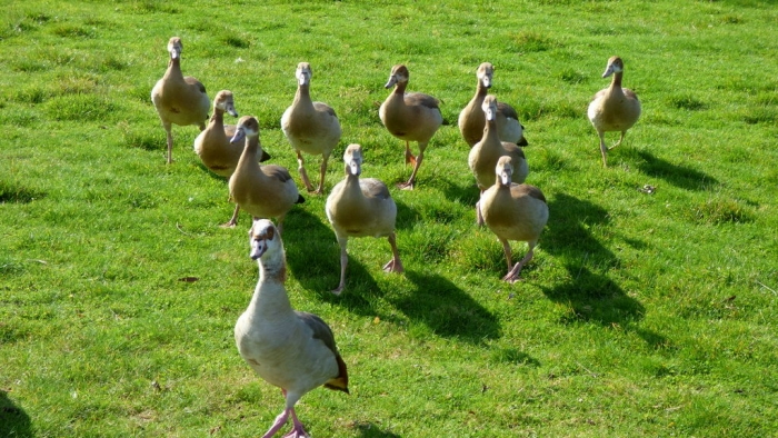 Junge Nilgänse