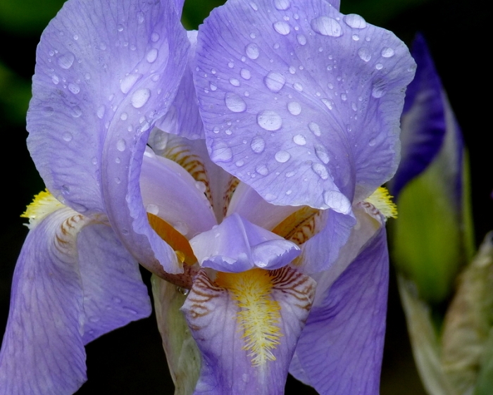 Iris im Regen