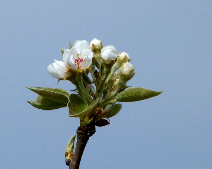 Apfelbaum Blüte