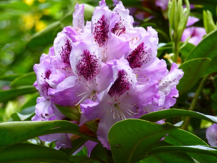 Rhododendron