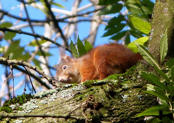 Eichhörnchen