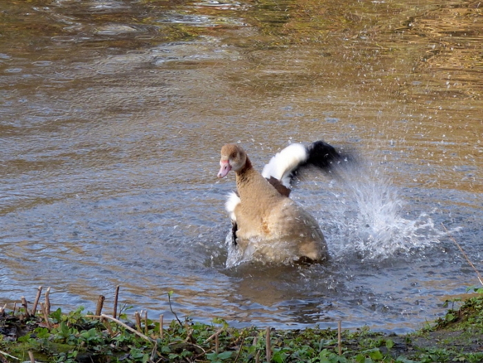 Nilgans