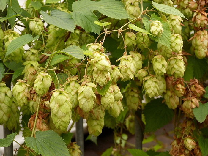 Hopfen