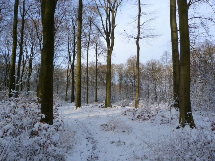 Unser Wald