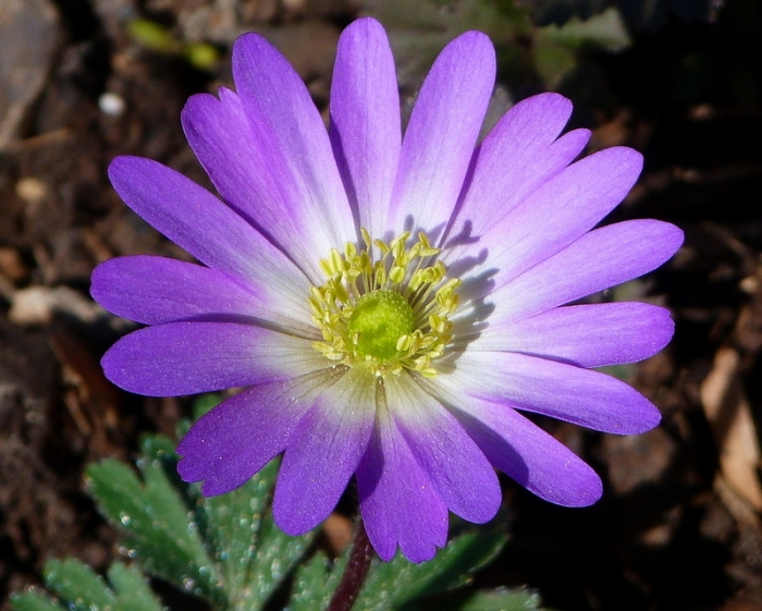 Anemone