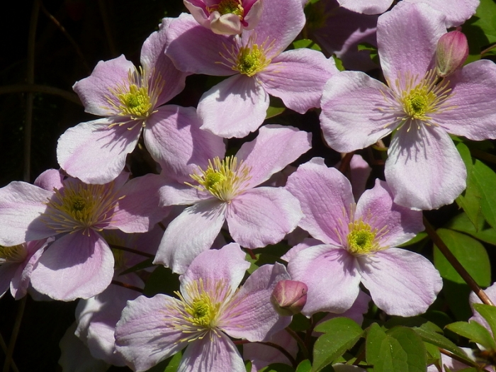 Clematis