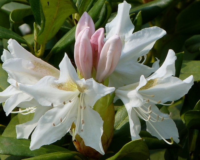 Rhododendron