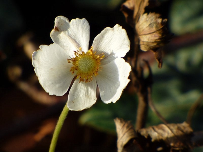 Anemone im Dezember