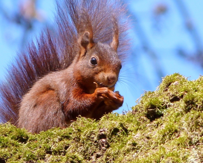 Eichhörnchen