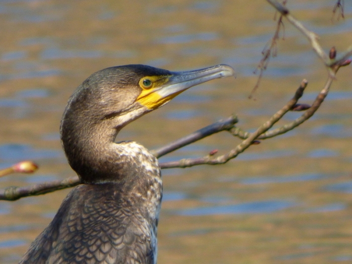 Kormoran