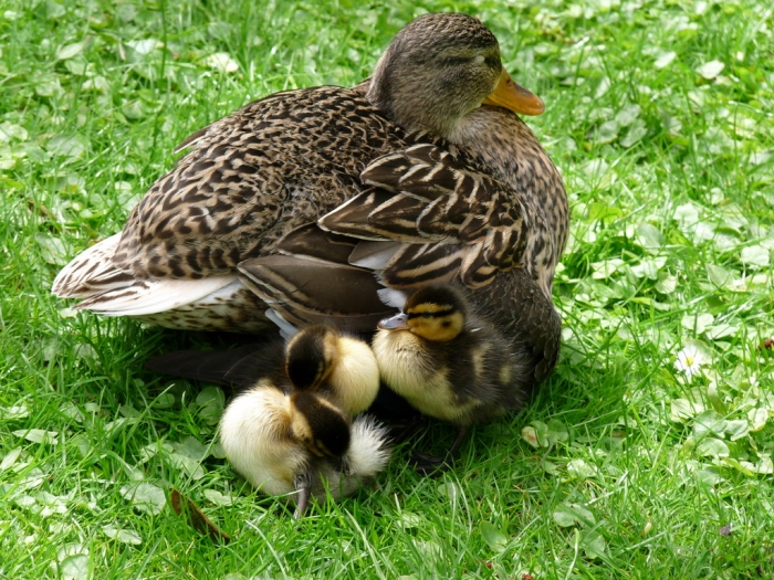 Ente mit Nachwuchs