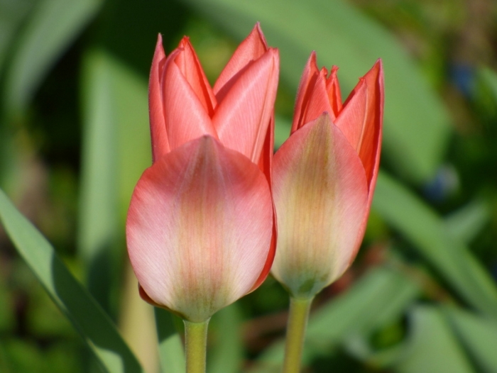 Tulpen