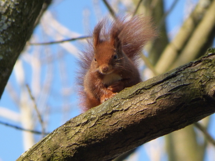 Eichhörnchen