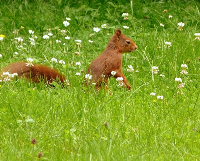 Eichhörnchen