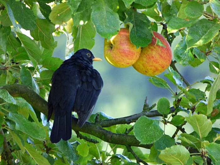 Amsel