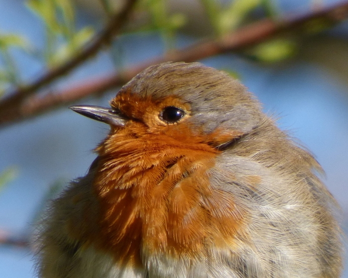 Rotkehlchen Portrait