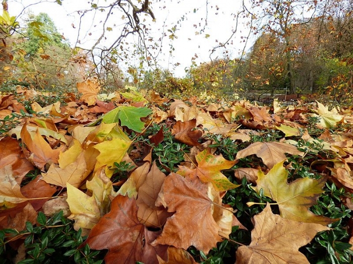 Blue rose (Blaue Rose)