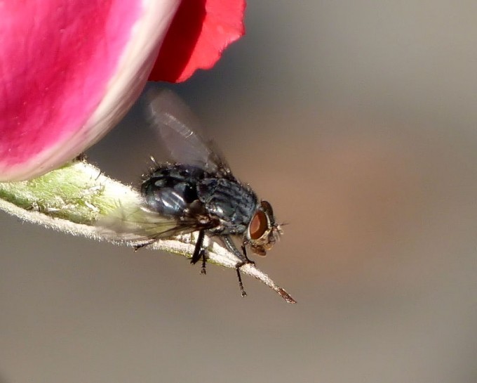 Fleischfliege