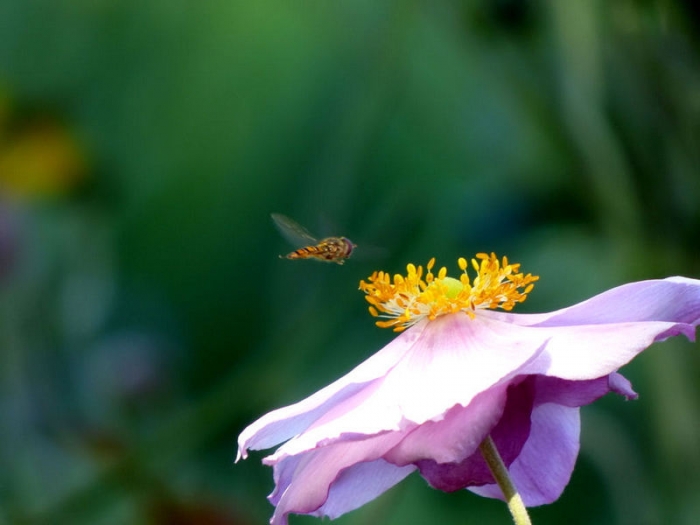 Schwebfliege und Anemone