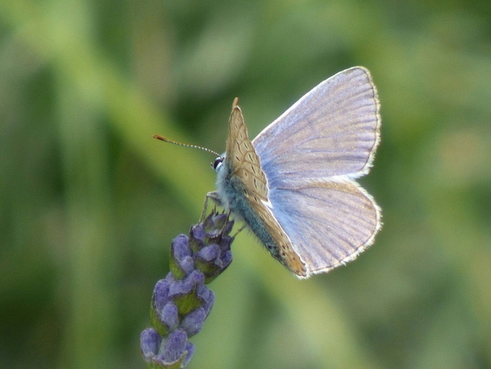 Bläuling