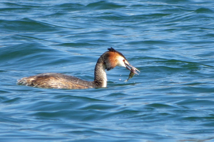 Haubentaucher mit Frühstück