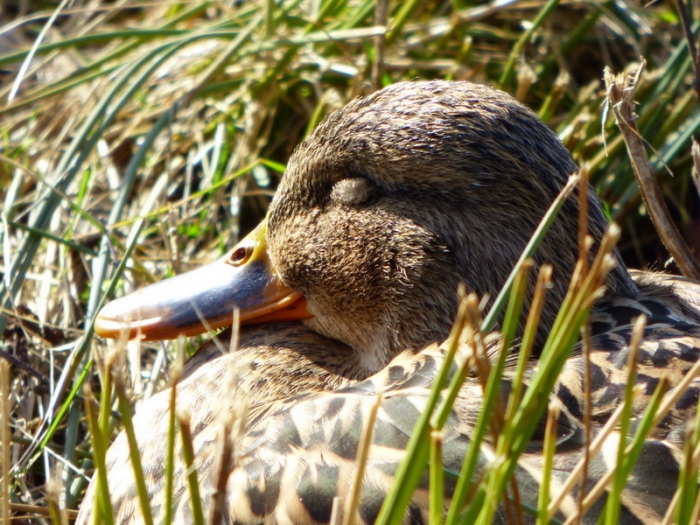Schlafende Ente
