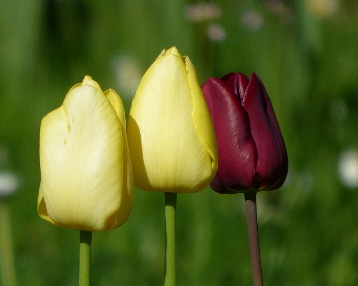 Tulpen