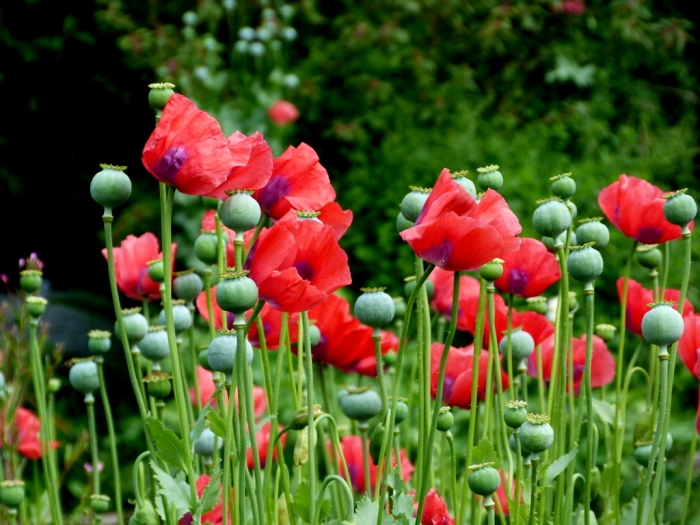 Klatschmohn