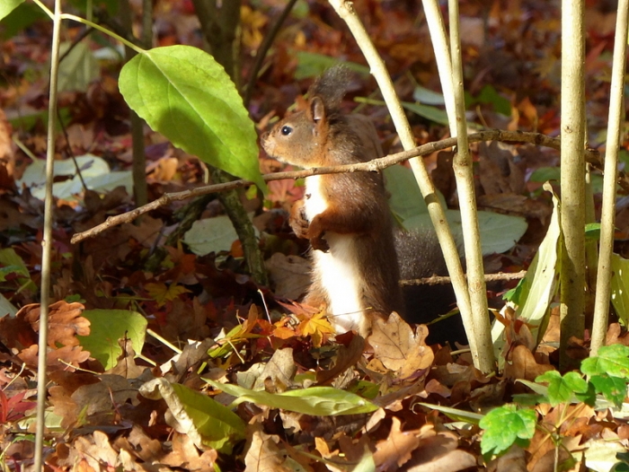 Eichhörnchen