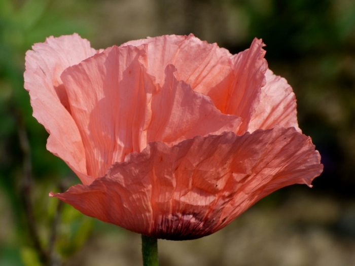 Mohn