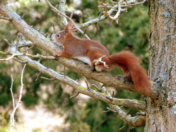 Kleines Eichhörnchen
