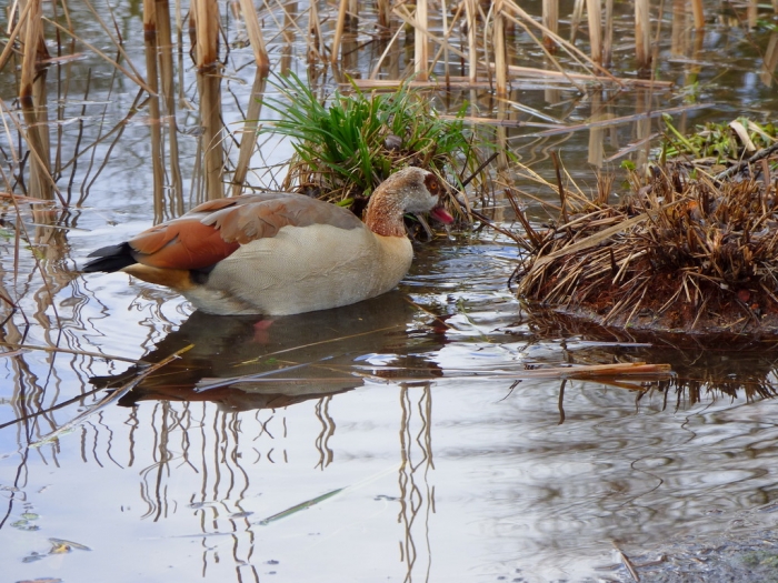 Nilgans