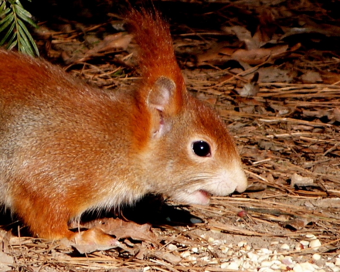 Eichhörnchen