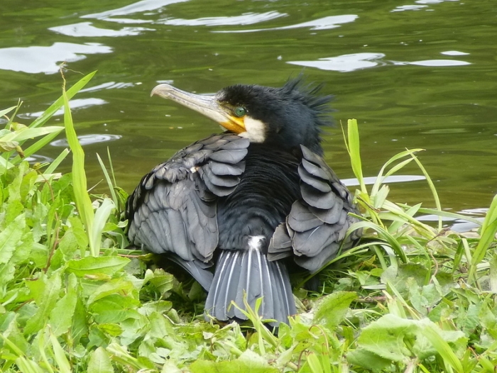 Junger Kormoran