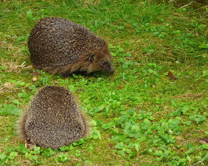 Zwei Igel