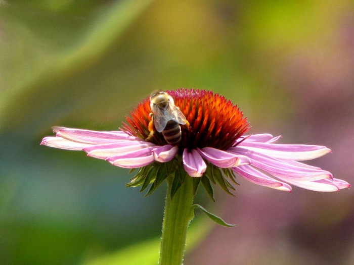 Echinacea mit Biene
