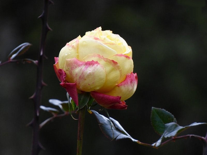 Dezemberrose