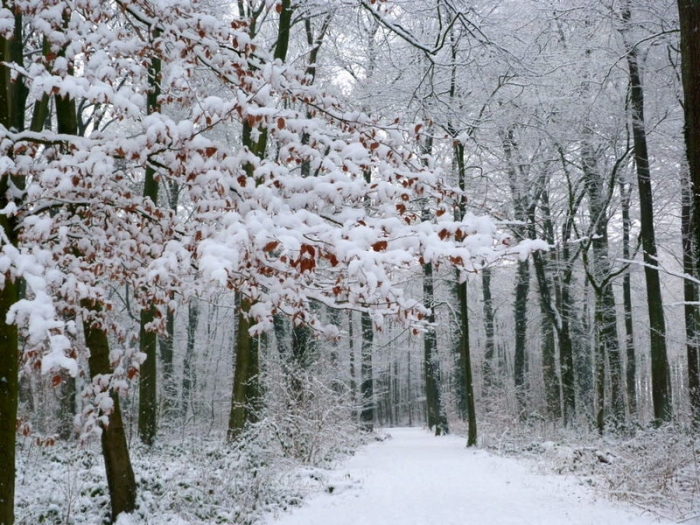 Waldspaziergang im Schnee